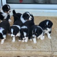 Chiots berger australien