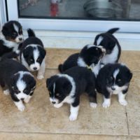 Chiots berger australien #2