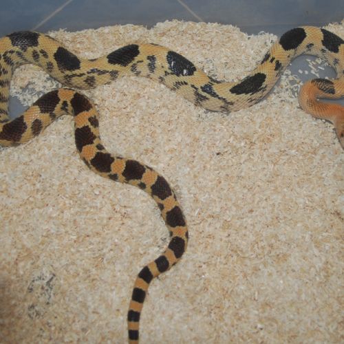 Divers serpents #2