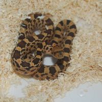Divers serpents #1