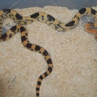 Divers serpents #2