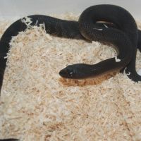 Divers serpents