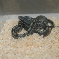 Divers serpents