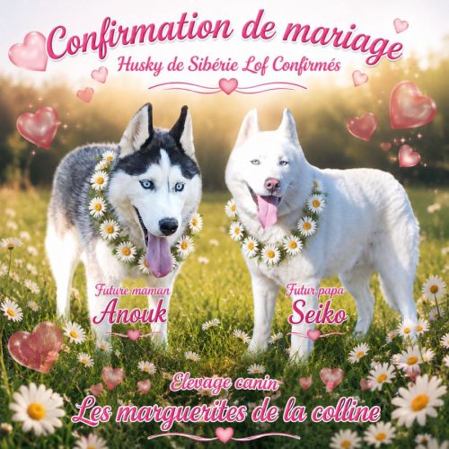 Chiots husky de sibérie à réserver. #1