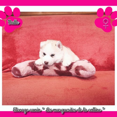 Chiots husky de sibérie à réserver. #4