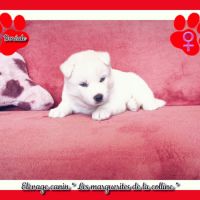 Chiots husky de sibérie à réserver. #3