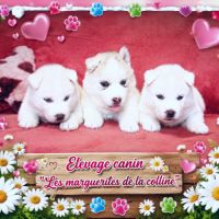 Chiots husky de sibérie à réserver.