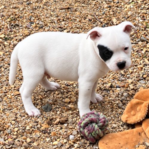Chiot staffie mâle lof