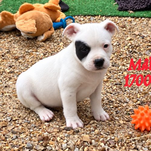 Chiots staffie lof