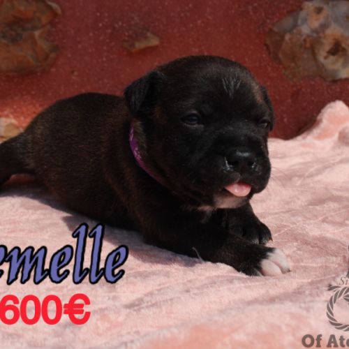 Chiots staffie lof #1