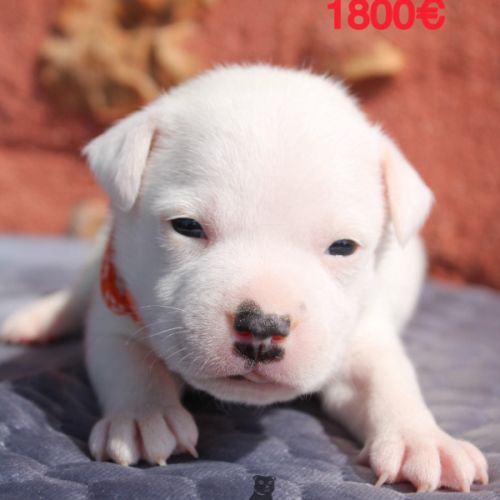 Chiots staffie lof #2