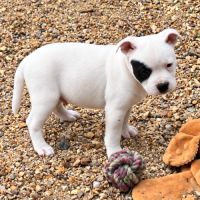 Chiot staffie mâle lof