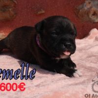 Chiots staffie lof #1