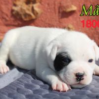 Chiots staffie lof