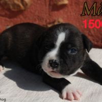 Chiots staffie lof #4