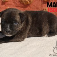Chiots staffie lof #5
