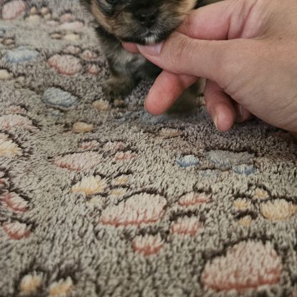 Chiot chihuahua #2