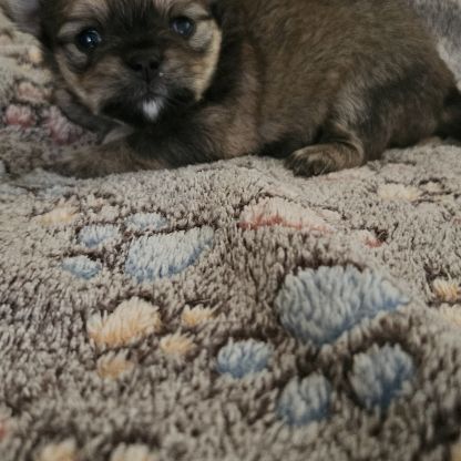 Chiot chihuahua #0