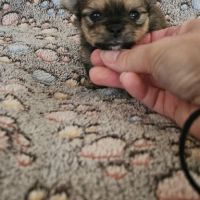 Chiot chihuahua #1