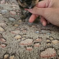 Chiot chihuahua #2