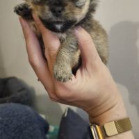Chiot chihuahua