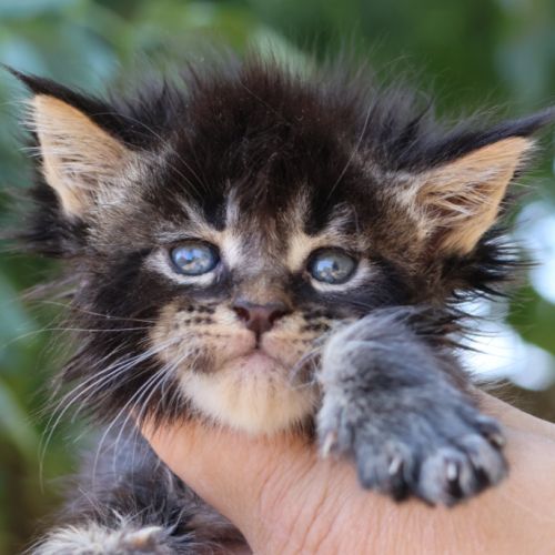 Sublimes chatons maine coon loof #1