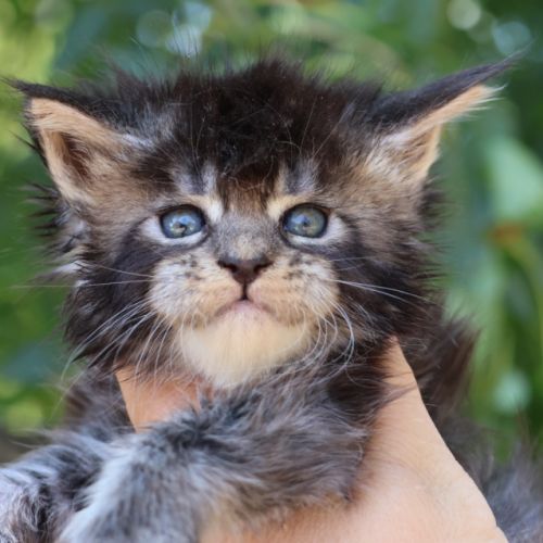Sublimes chatons maine coon loof #2