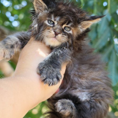 Sublimes chatons maine coon loof #3