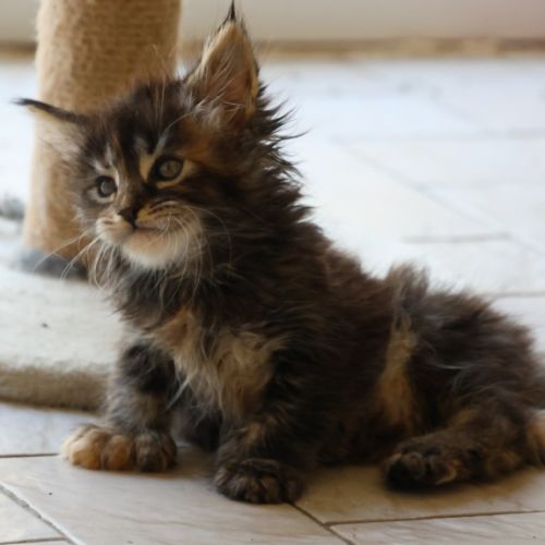 Sublimes chatons maine coon loof #5