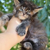 Sublimes chatons maine coon loof #3