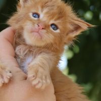 Sublimes chatons maine coon loof