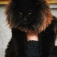 Sublimes chatons maine coon loof #6