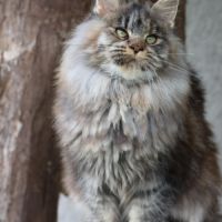 Sublimes chatons maine coon loof #7