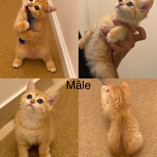 Chaton scottish straight gold #2