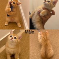 Chaton scottish straight gold #2