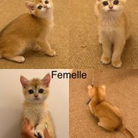 Chaton scottish straight gold #3