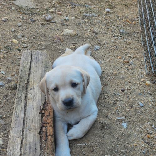 Chiot labrador lof #1