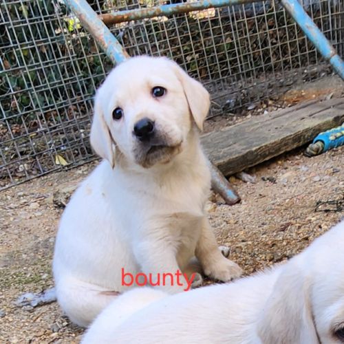 Chiot labrador lof #0