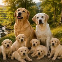 Chiot labrador lof