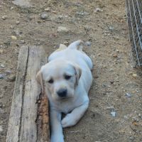 Chiot labrador lof #1