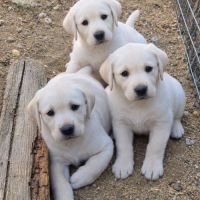 Chiot labrador lof