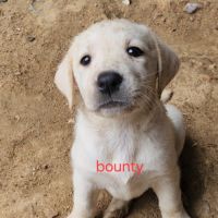 Chiot labrador lof #4