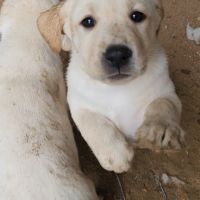 Chiot labrador lof #5