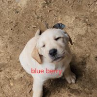 Chiot labrador lof #6