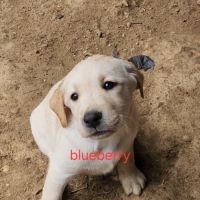 Chiot labrador lof #7