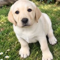 Chiot labrador lof