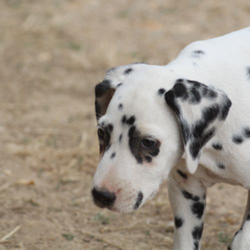 Bo, doux câlin et joyeux #0