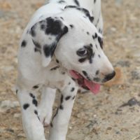 Bo, doux câlin et joyeux #2