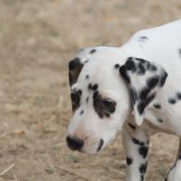 Bo, doux câlin et joyeux