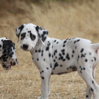 Bo, doux câlin et joyeux